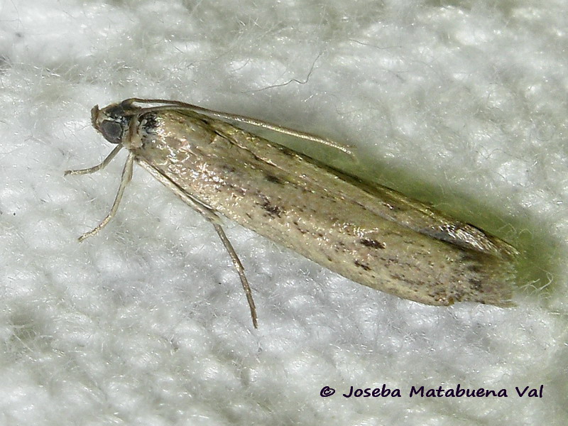 Homoeosoma nebulella - Pyralidae